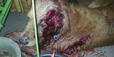 網友大討論：無辜金毛被主人砍傷，呼籲小動物保護法出臺