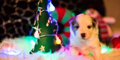 握爪告訴你，怎麼讓狗狗們更富有聖誕氣息？