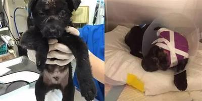3個月小黑狗狗受虐皮膚都爛了，還意外還發現已化白骨屍骸！