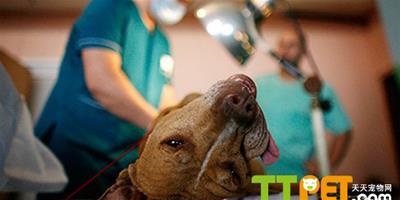 美一州首次立法禁止寵物“去聲帶”手術