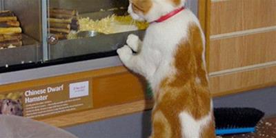 萌貓每天造訪商店　望著櫥窗裡老鼠或魚出神