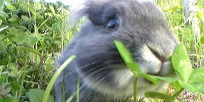 什麼樣的植物不能給兔子吃