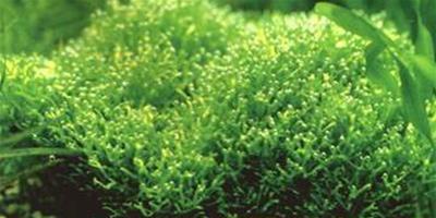水草品種—鹿角苔