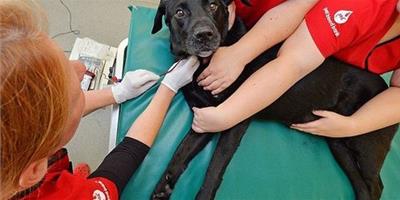熱血狗狗捐血8年拯救104只汪星人
