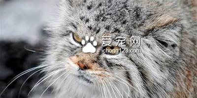 起司貓是什麼貓 是一隻可愛的虎斑條紋貓