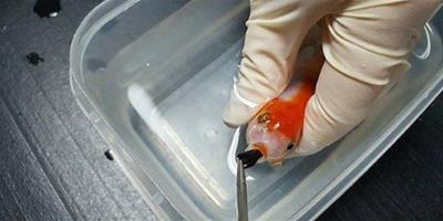 澳寵物金魚誤吞石子 主人出資為其做手術