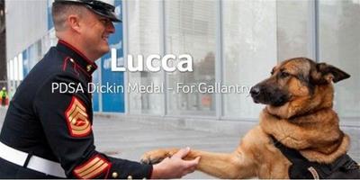 美國軍犬盧卡，獲動物界最高榮譽——迪金勳章
