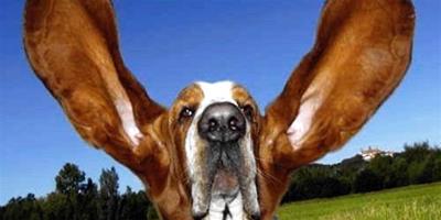 判斷狗狗耳朵是否健康的方法