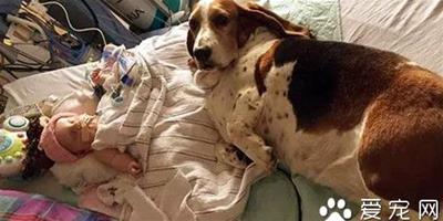 4個月大女孩患重病 在狗狗的陪伴下發生奇跡