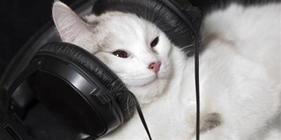 貓的耳福 音樂家將出版《給貓咪聽的音樂》專輯