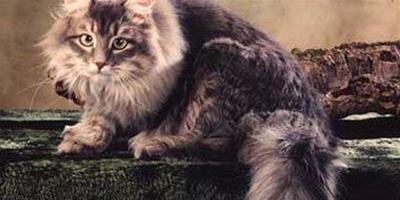 誕生於嚴寒的西伯利亞貓