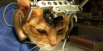 英美大學用貓做實驗被開腦致癱瘓