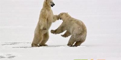在加拿大拍攝“功夫北極熊”