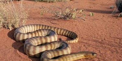 澳洲金剛蛇吃什麼 主要以小哺乳動物為食