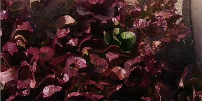 紫葉生菜種植方法