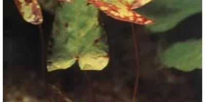 水草品種—四色睡蓮