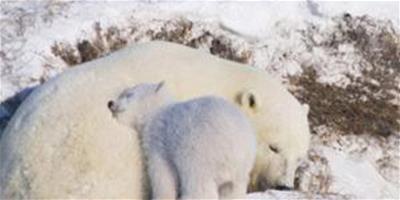 北極熊媽媽陪伴小熊的親昵照片