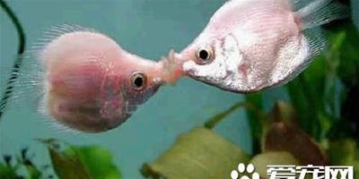 接吻魚不吃食 新環境下接吻魚會出現不吃食