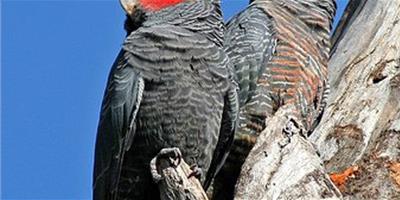 紅冠鳳頭鸚鵡