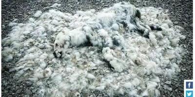 北極熊因氣候變暖覓食困難，活活餓死，白毛脫落一地！