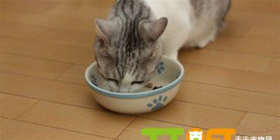 如何培養貓咪良好的飲食習慣