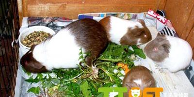 荷蘭鼠喜歡吃的食物