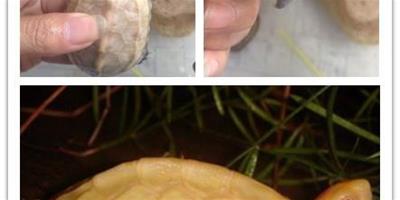 溫室草龜和野生草龜以及外塘草龜介紹（上）