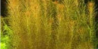 水草品種—紅松尾