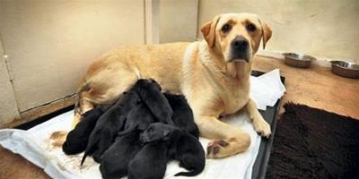 黃色拉布拉多生了12只純黑狗寶寶