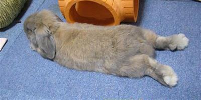 兔子怎麼睡覺？兔子睡覺什麼姿勢？