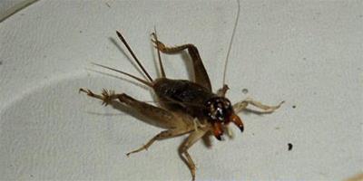 飼養蟋蟀一般餵食什麼食物