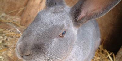 法國安哥拉兔生病了怎麼辦 多觀察提前發現