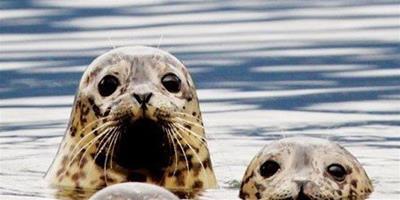 溫哥華水族館放生海豹