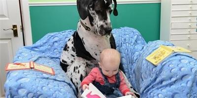 大丹犬和小嬰兒間跨物種的愛