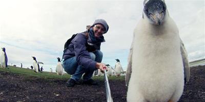 企鵝寶寶玩自拍 盯著鏡頭一臉專注
