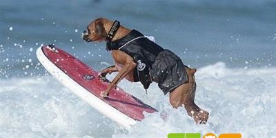 美國舉辦狗狗衝浪賽，精彩紛呈引人圍觀