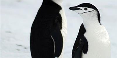 憨態可掬的南極帽帶企鵝
