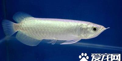 龍魚的繁殖 龍魚繁殖的幾種繁殖方法