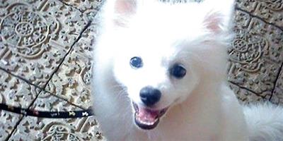 日本銀狐犬的餵養方法是什麼？