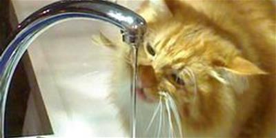 寵物還能夠優雅巧妙的喝飲用水嗎