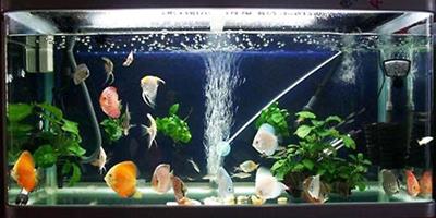 常見的觀賞魚魚缸分類