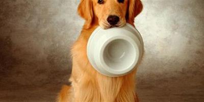 狗狗每天餵食應注意什麼