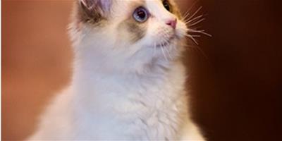 正確治療貓咪的貓口炎疾病