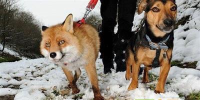 英國野生狐狸與寵物狗和睦“同居”