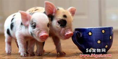 英國流行新寵物"迷你豬" 只有茶杯大小