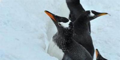 禽流感肆虐全球企鵝身上發現新禽流感病毒