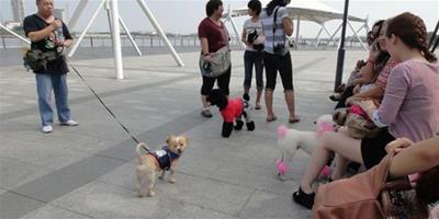 歡樂聚會——濱江小型犬聚會半日遊