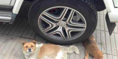 車底的休息，車輪下的貓狗生命