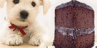 狗吃巧克力會死嗎