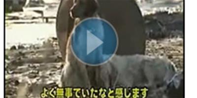 視頻：日本地震中的“狗堅強”
